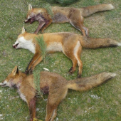 Tlmenie škodnej v novom roku,včerajšie norovanie