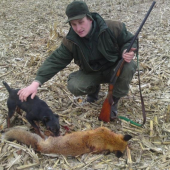 Dnešné norovanie,lišiak ulovil lišíaka