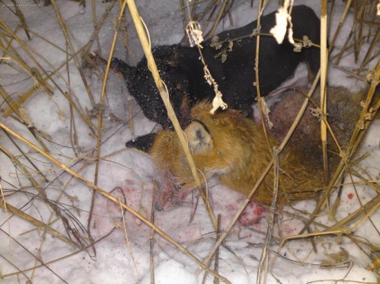 dohladaná po 2,5km,ešče bola živá