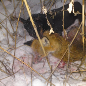 dohladaná po 2,5km,ešče bola živá