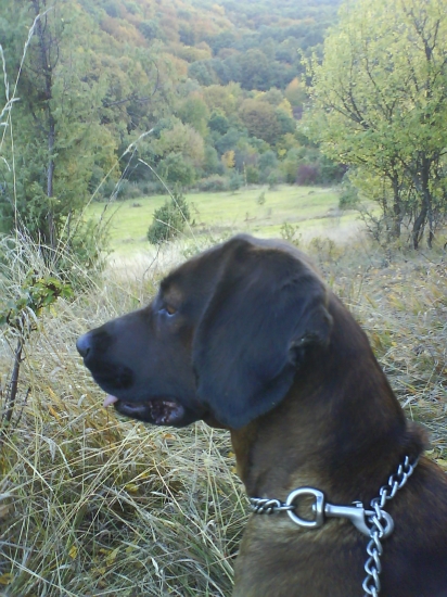 Naša stará fariarka!!!