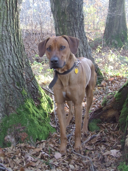 Môžem tých hubárov zjesť?