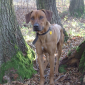 Môžem tých hubárov zjesť?