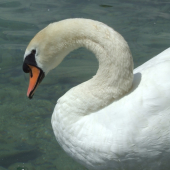 Labuť