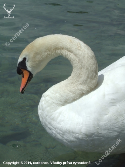 Labuť