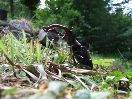 Roháč na špacírke :)