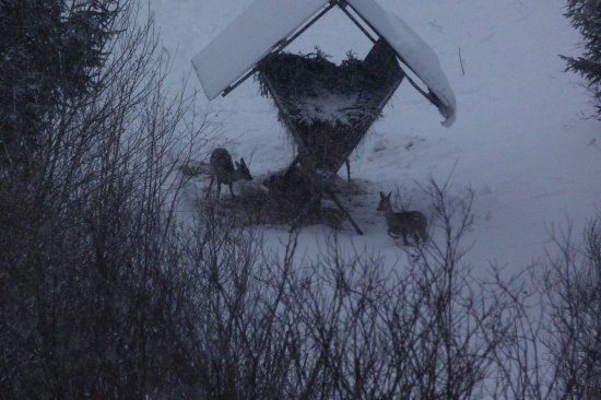 Dúfam že im chutí :)