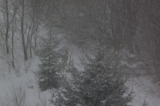 Neschovávaj sa chcem ťa poriadne otfotíť :)
