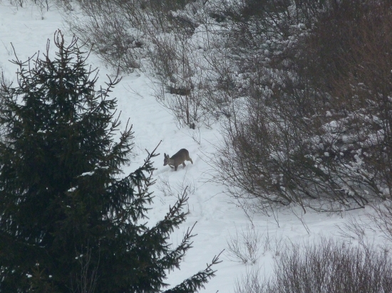 Na ceste ku krmovisku