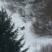 Na ceste ku krmovisku