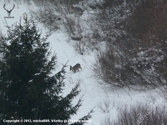 Na ceste ku krmovisku