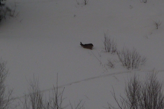 Chudák ako sa trápi