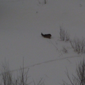 Chudák ako sa trápi