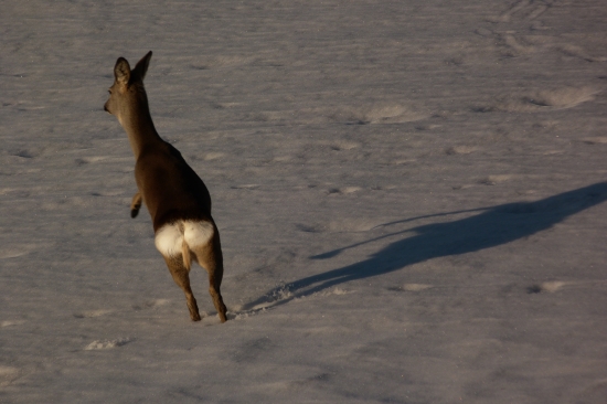 Hop