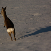 Hop