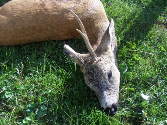 Srnec .?. verovej triedy