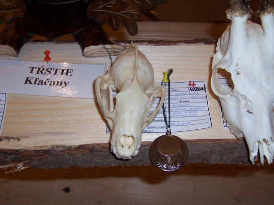 Môj prvý strieborný jazvec ID 139532