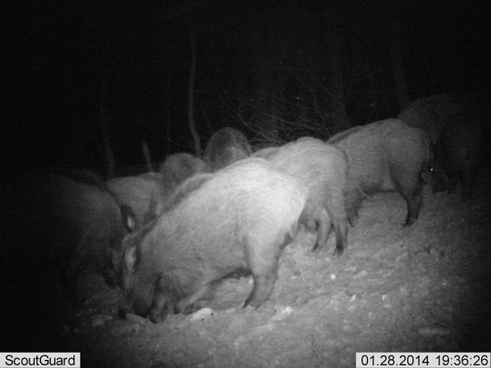 a že kde sú všetky diviaky z chotára???