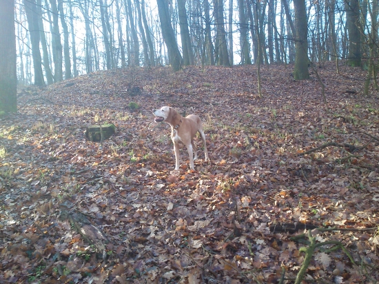 Opustil ma môj verný pomocník Cid