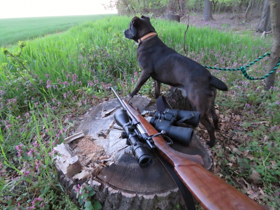 CZ 550 Lux