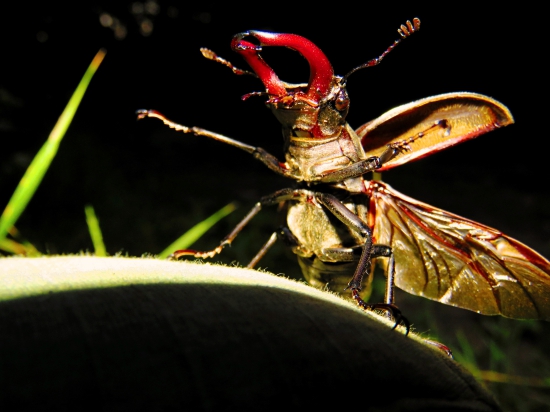Roháč veľký - Lucanus cervus