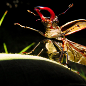 Roháč veľký - Lucanus cervus