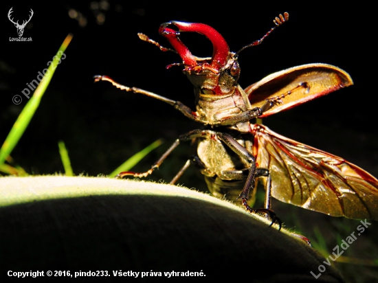 Roháč veľký - Lucanus cervus