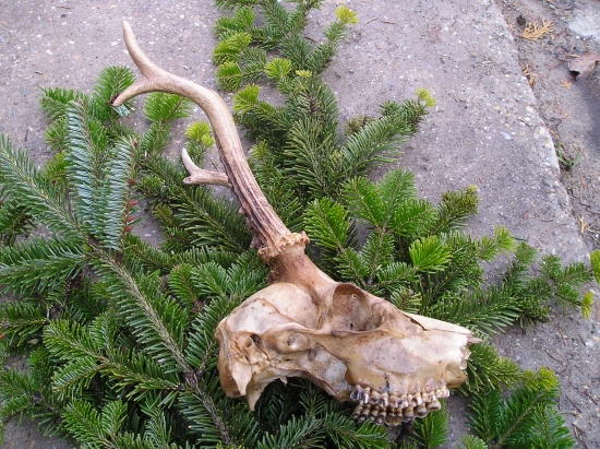 najdeny na spolocnej polovacke