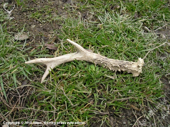potesil