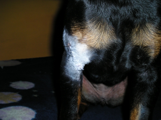 uz poznam zbrane diviaka auu