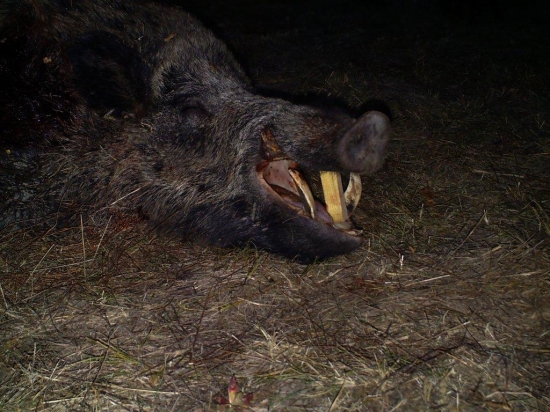 Wild Boar