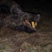 Wild Boar