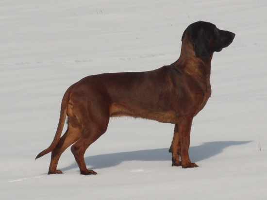 Esta z pučikovho dvora