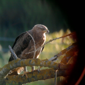 Prosim o identifikaciu,aky je to dravec