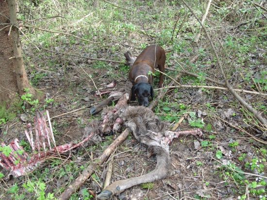 Svojvoľna dohľadavka