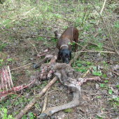 Svojvoľna dohľadavka