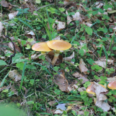 Masliačiky