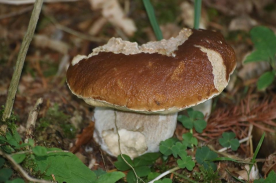 Obžraty ale bol zdravy.