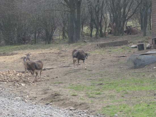 Jestrabická obora 1