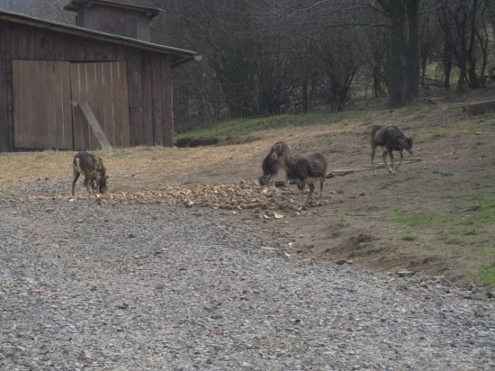 Jestrabická obora 2