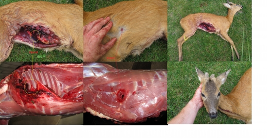 Norma Nosler Ballistic Tip - 9,7g. 308w