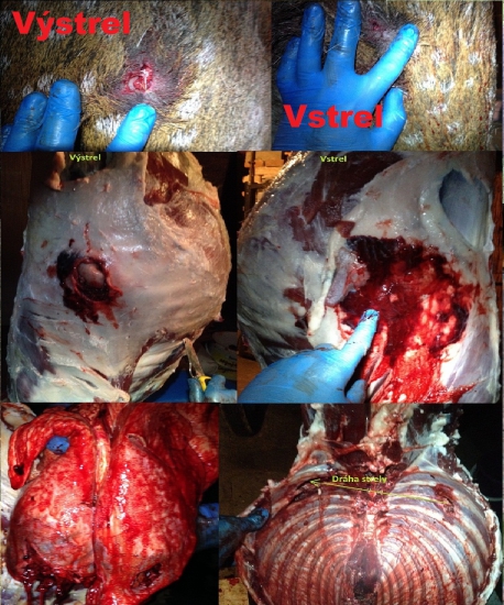 Norma Nosler Ballistic Tip - 9,7g. 308w