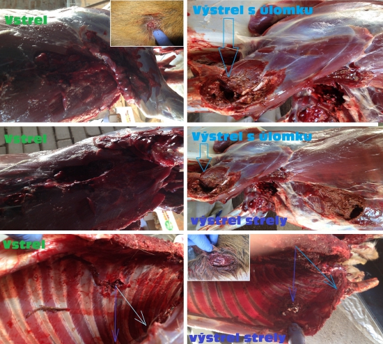 Srnec 1vkt vs Barnes TTSX 9,7g -308w