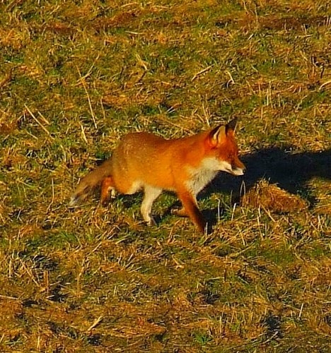 Liška
