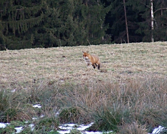 Lišák