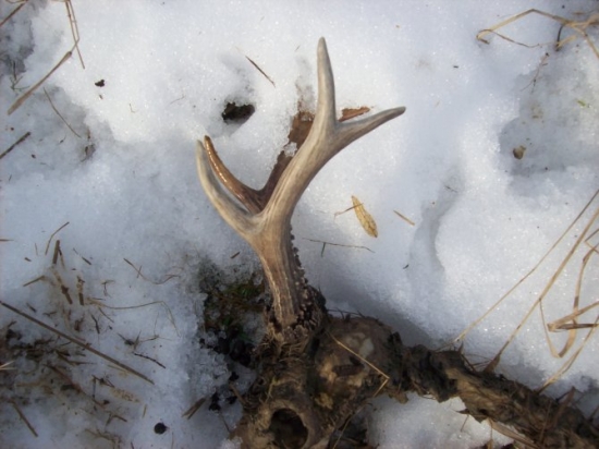 Můj nalezený úhyn na začátku roku