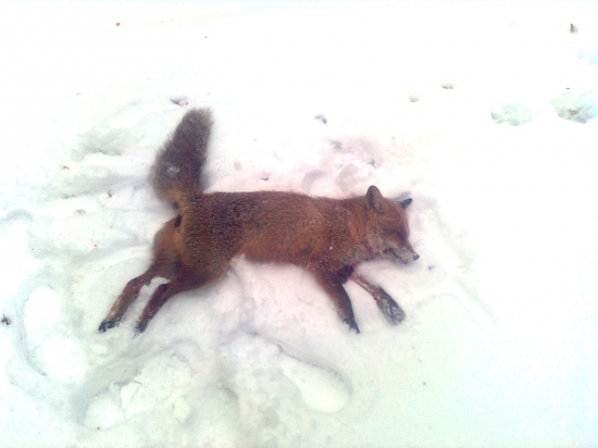 tento krat lišiačik :)