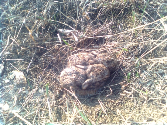 ... dufajme ze ich bude tento rok co najviac :)