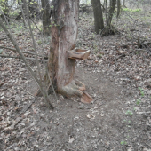 pravidelne navštevovane