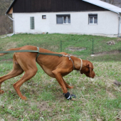 trenujeme na SVS